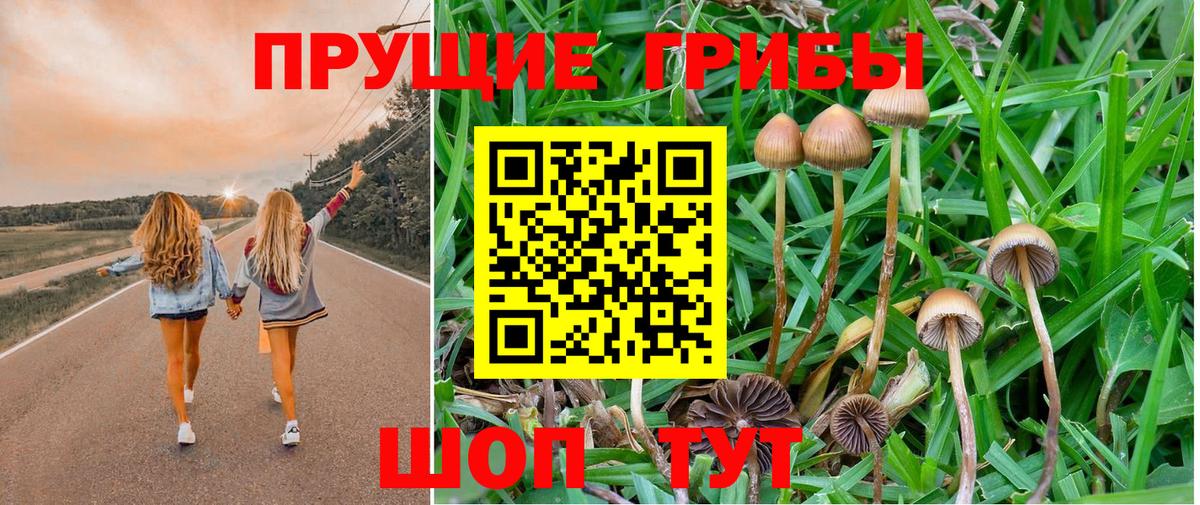 Псилоцибиновые грибы Cubensis Иваново